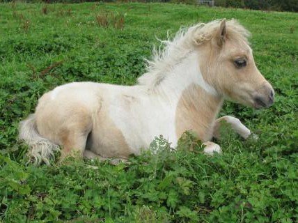 Falabella Ponies